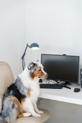Dog is Sitting at a Computer Chair. Pet at the Office.