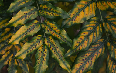 leaves background