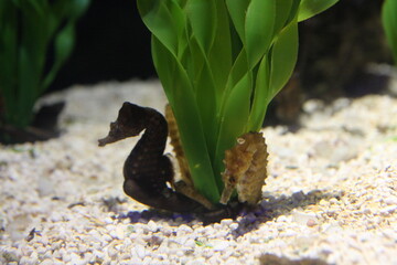 fish in aquarium