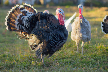 A home group of turkeys on a pasture, a farm in a Siberian village © Светлана Фран