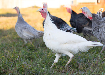 A home group of turkeys on a pasture, a farm in a Siberian village