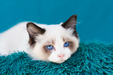 rag doll kitten