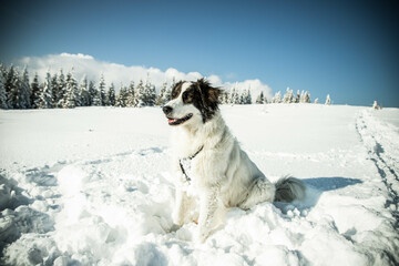 happy white dog in big snow in winter