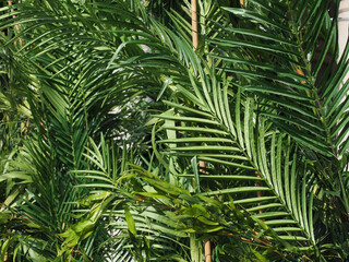 palm leaves lush greenery background