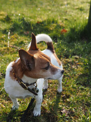Cute young Jack Russell Terrier in a park on a dog walk with his human friend, togetherness or friendship