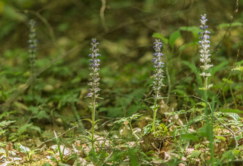 Bugles rampantes dans le bois du Devin à Romanèche, Ain, France