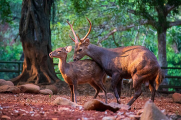 Stag and its baby are playing at Ragunan Zoo, South Jakarta