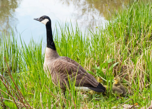 the Branta canadensis or big canadian goose