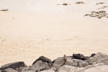 Stunning scenery and landscapes from the volcanic island Fuerteventura in Spain