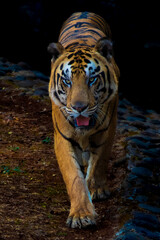 close up Bengal tiger walking at Ragunan Zoo, South Jakarta