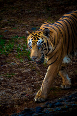 ferociuous Bengal tiger walking around at Ragunan Zoo, South Jakarta