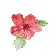Fototapeta premium Watercolor flower red isolated on transparent background