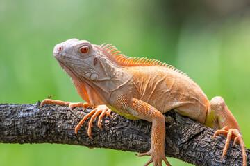 iguana on a tree