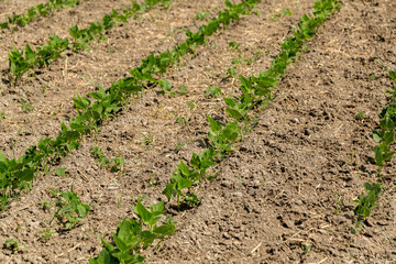 Green ripening soybean field, agricultural landscape