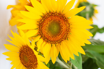 sunflowers on a white background