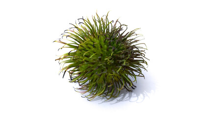 rambutan fruit isolated on a white background