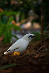 The Bali myna or Leucopsar rothschildi looking for its friend in Taman mini indonesia indah, east jakarta