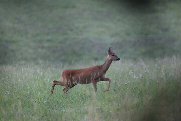 female roedeer in a beautiful summer meadow