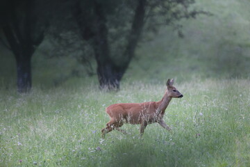 female roedeer in a beautiful summer meadow