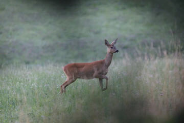 female roedeer in a beautiful summer meadow