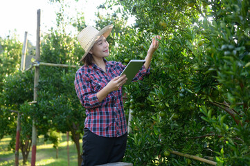 A young orange farmer picks fruit from the fruiting orange trees in his garden.
