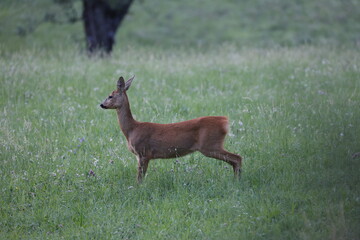 female roedeer in a beautiful summer meadow