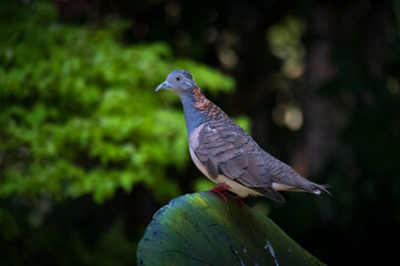 side view of The bar-shouldered dove or Geopelia humeralis relaxing on a cactus at Taman Mini Indonesia Indah, East Jakarta