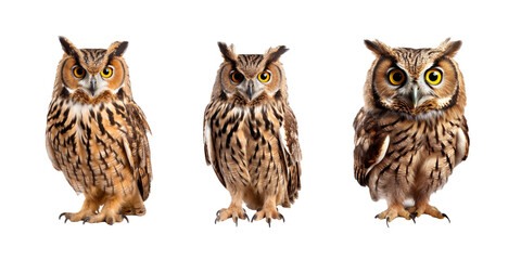 owl isolated on white background