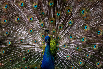 A peacock trying to attract a peahen with his beautiful tail at Taman Mini Indonesia Indah, East Jakarta