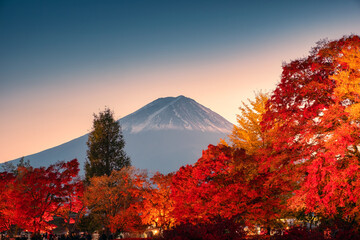 Mount Fuji with colorful maple leaves in autumn and light up momiji tunnel at Kawaguchiko Lake, Japan