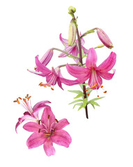 pink lily isolated watercolor