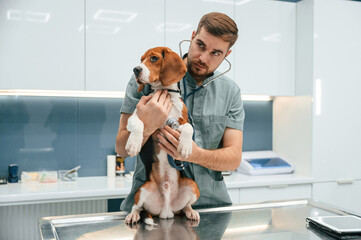 Using stethoscope, listening. Dog in veterinarian clinic with male doctor