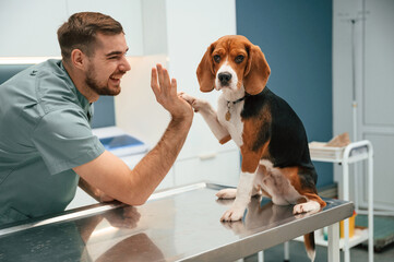 Giving high five with paw. Dog in veterinarian clinic with male doctor