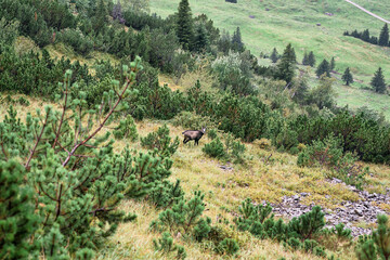 Chamois is species of goat antelope lives on rocky mountain in Swiss Alps