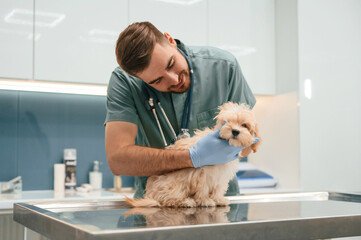 Cute little dog in veterinarian clinic with male doctor - obrazy, fototapety, plakaty