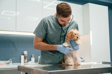 Listening with stethoscope. Cute little dog in veterinarian clinic with male doctor