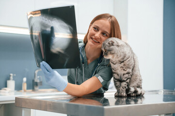 X-ray scan, looking. Scottish fold cat in the veterinarian clinic with female doctor