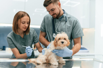 With syringe. Cute little dog in veterinary clinic with two doctors