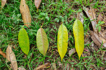 Yellow leaf durian on ground in the garden, problem of agriculture in Thailand, Plant diseases, small to big size