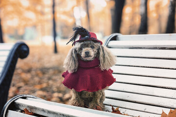 a small dog in the park on a bench