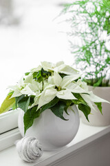 white cozy window arrangement, winter christmas concept, poinsettia flower