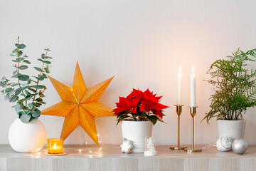 festive cozy interior arrangement, winter christmas concept, white poinsettia flower, lights