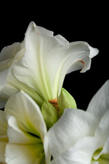 Obraz premium white winter christmas flower amaryllis on black background