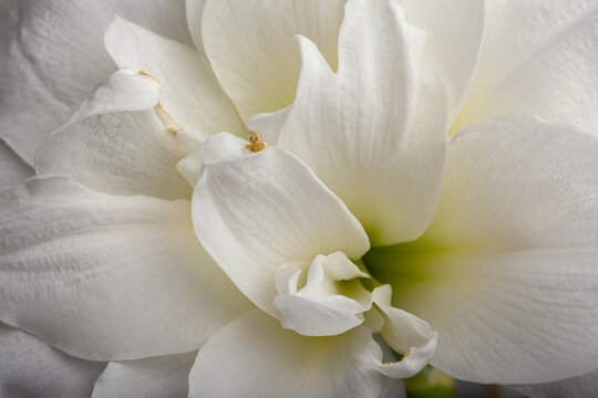 White Winter Christmas Flower Amaryllis Closeup