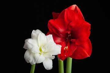 metaphor of love passion sex erotic couple, two amaryllis flowers touching each other - obrazy, fototapety, plakaty