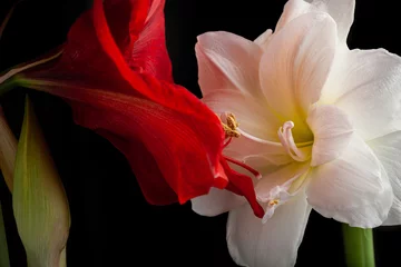 metaphor of love passion sex erotic couple, two amaryllis flowers touching each other © Olga Miltsova