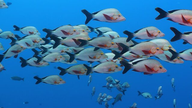 A school of fish with red fins swim together above a coral reef in a tropical ocean