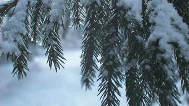 This stock video shows a sunny winter day in a spruce forest. This video will decorate your projects related to nature, winter, seasons, winter forest.