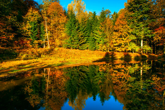 Autumn pond