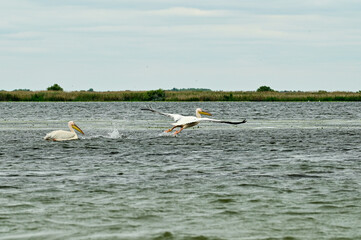 Pelicans (Pelecanidae, Pelecanus) flying with spread wings over the Danube in the Danube Delta Biosphere Reserve, Delta Dunarii near Tulcea, Wallachia, Romania, Danube Delta